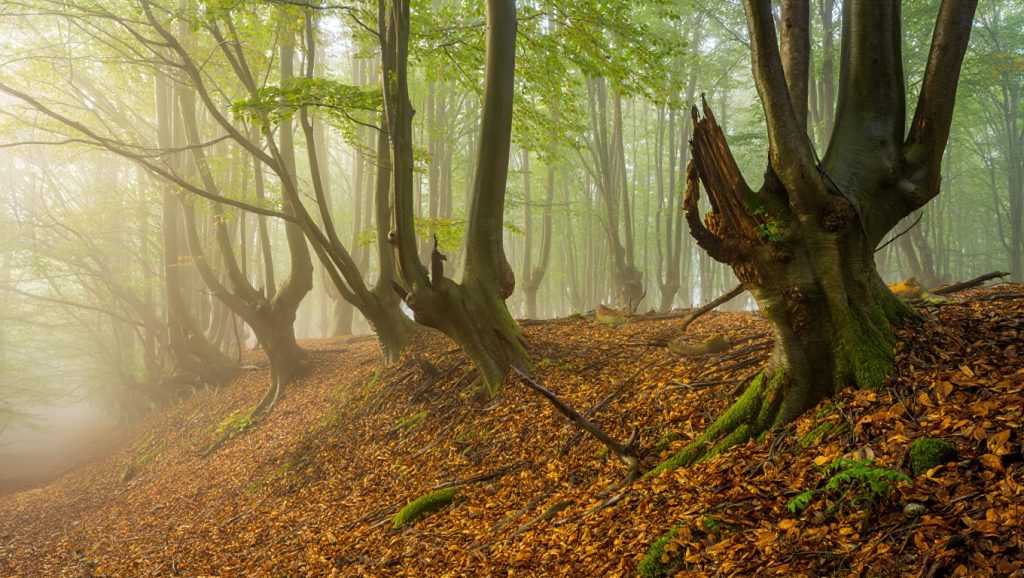 Hêtraie propice à la cueillette des trompettes de la mort