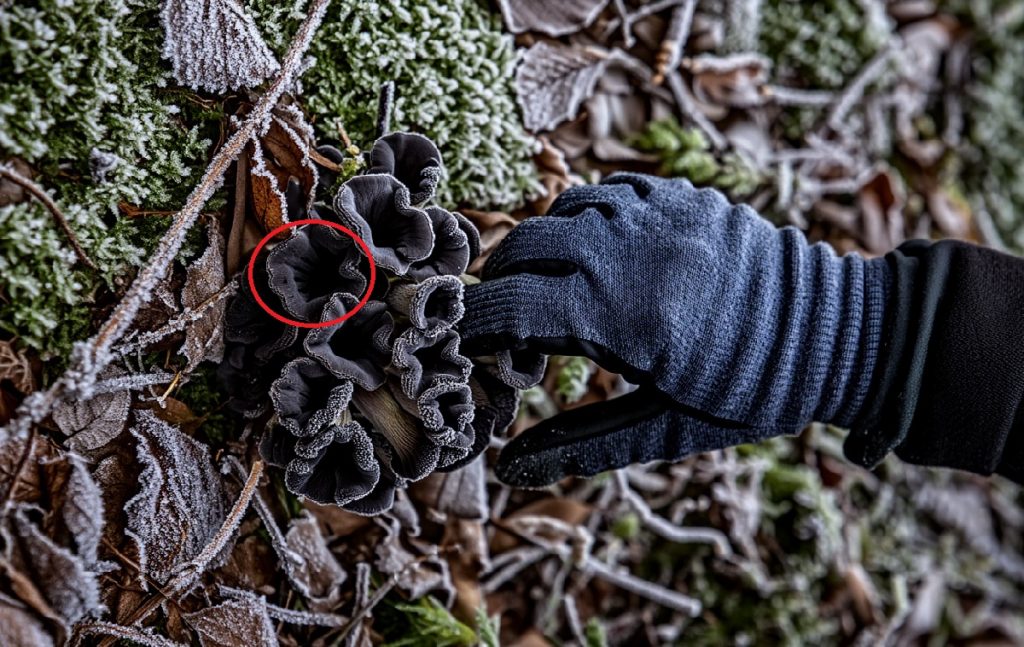 Trompettes de la mort. Cueillette après le 11 novembre.